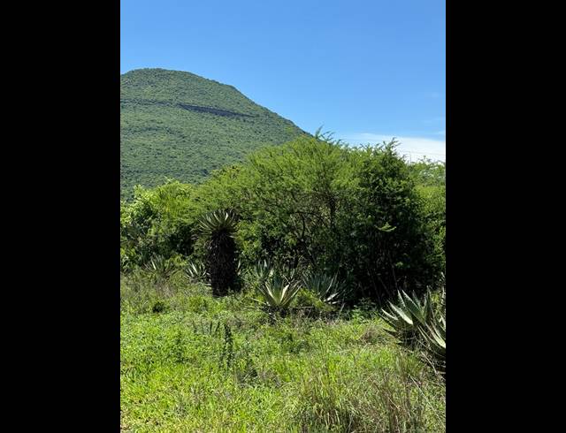 56HA FARM FOR SALE IN WEENEN